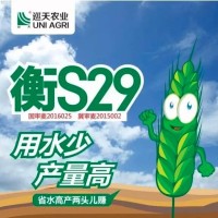 国审小麦衡S29河北巡天农业科技有限公司