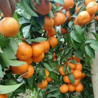 新鲜薄皮橘子蜜桔 当季水果砂糖橘现货出售 清甜无核广西社根农副产品有限公司