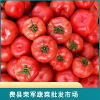 新鲜番茄 农家西红柿 自然熟 皮薄肉厚 沙瓤现摘费县荣军蔬菜批发市场
