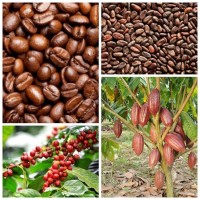 可可豆 咖啡豆深圳市龙华区吉森威食品批发商行