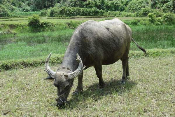 <a href=<i></i>'/zxuqinniu/<i></i>' target=<i></i>'_blank<i></i>'><u>养牛</u></a>技术