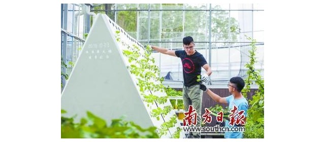 三名“90后”香港青年在粤建起农业“梦工厂”