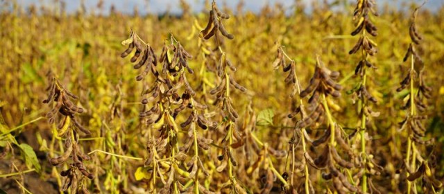 经济一线观察|一个传统农业大省的“新赛道”——黑龙江农业规模化、集约化经营扫描